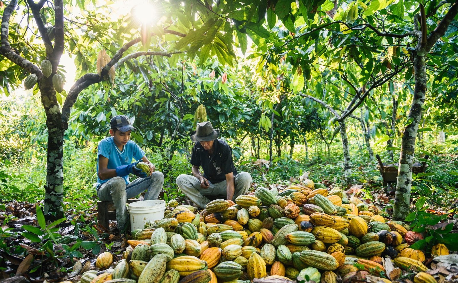 father and son process a pile of cacao seeds while sitting under the shade of a tree in Brazil